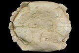 Fossil Tortoise (Stylemys) - Wyoming #143831-1